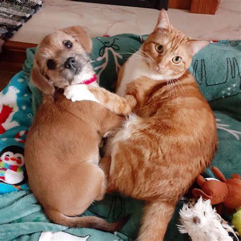 funny pictures of cats and dogs together